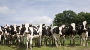 skynews-cattle-cows_4938913.jpg