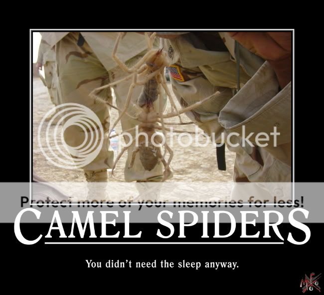 CamelSpiders-1.jpg